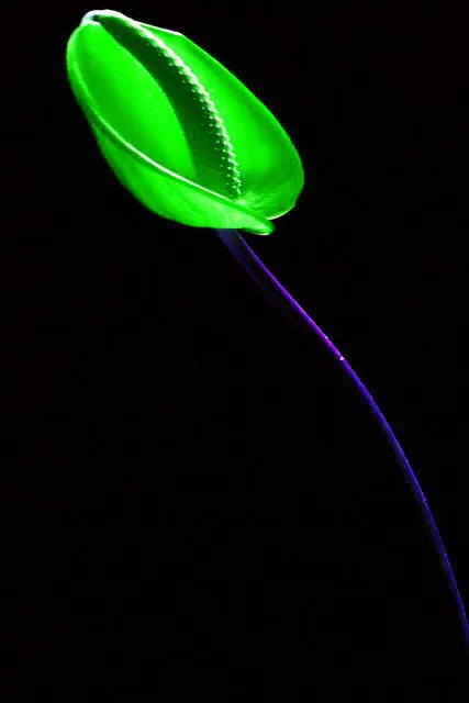 3 шт. современные картины на холсте красный желтый зеленый цветок семена