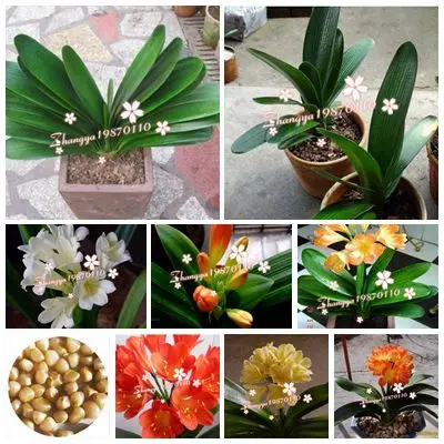 Free shipping 19 kinds Bonsai Clivia miniata flower plant seeds Kaffir lily in one Wholesale price home |