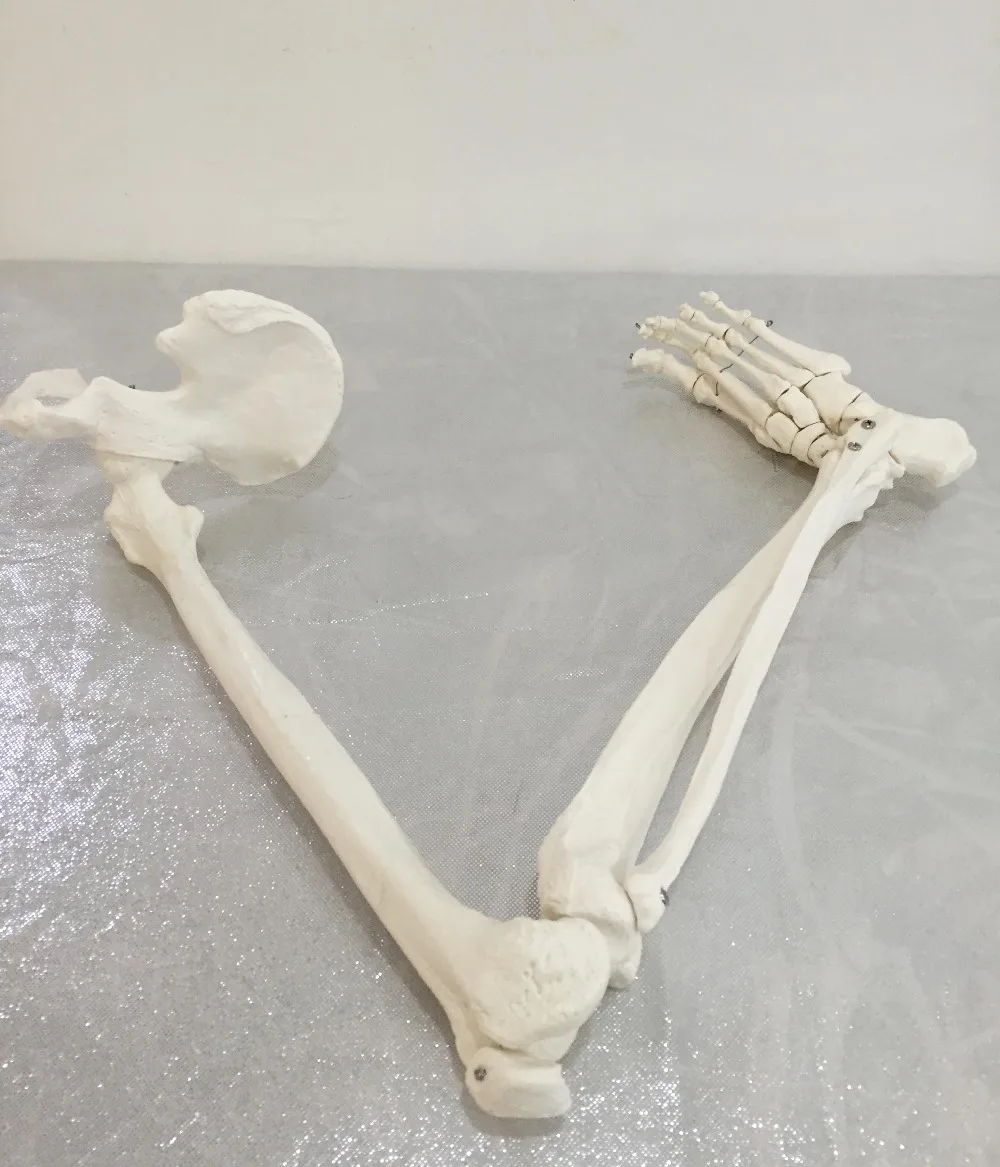

Free shipping&1:1 lower limb bone model, ankle, foot, patella, tibia and fibula, femur, pelvis, medical massagel,Medical anatomy
