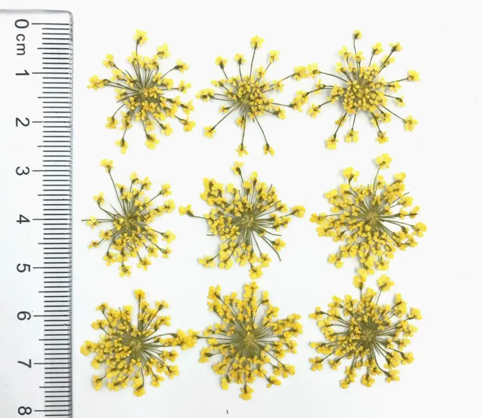 60 шт прессованный высушенный Orlaya gran Flower сухие растения для дизайна ногтей эпоксидная смола Макияж Лицо Кулон Ожерелье Изготовление ювелирных изделий