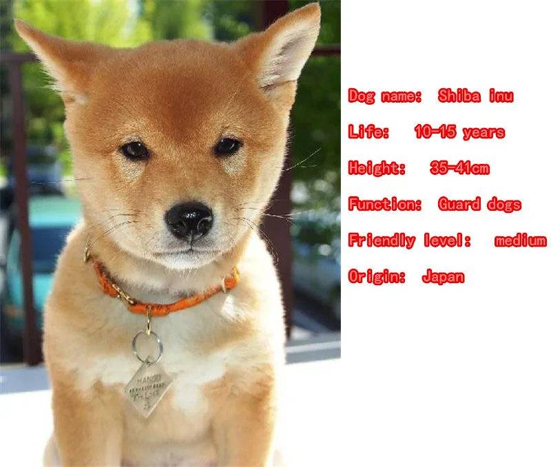 Наборы украшений в форме животных для собак Сиба-ину mdog ожерелье серьги-капельки