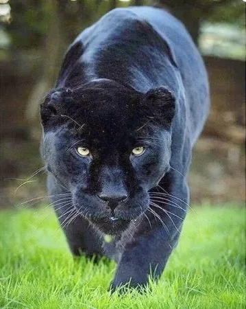 Алмазная живопись CAMMITEVER черная мозаика Jaguar 3D DIY леопардовые бусины вышивка