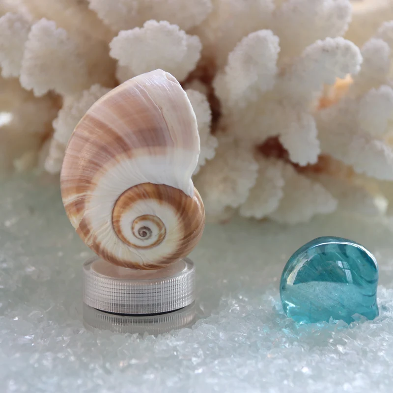 

Free Shipping(4pcs/lot)Shell LED Light Natural Shell Wedding&Christmas Bar Decor Handmade Craft Party Supplies