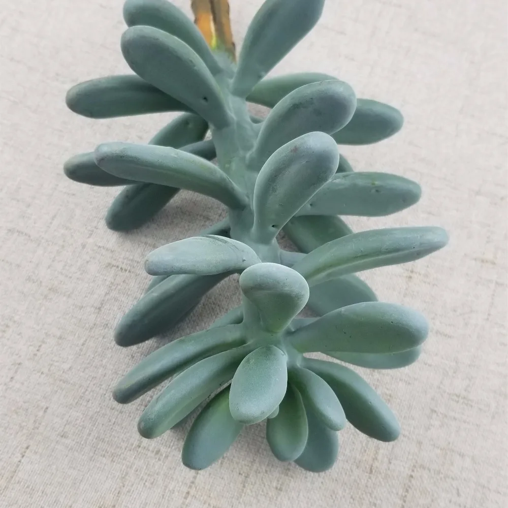 Искусственный кактус звезда королева имитация тропических растений свадебное