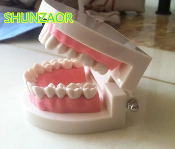 Стандартная модель обучения зубам гигантская и ребенка Учебная для медицинского