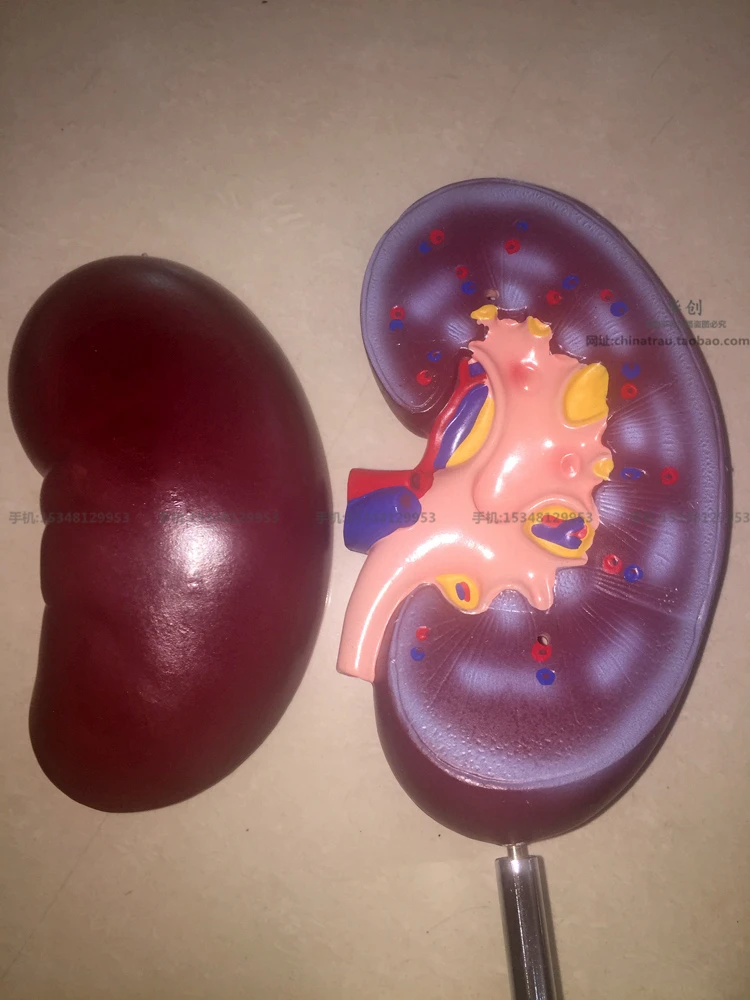 Медицинская модель анатомии почек медицинской медицины Секция обучения и