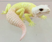 pvc figure doll model toylizard gecko shougou kissing erotic reptile model