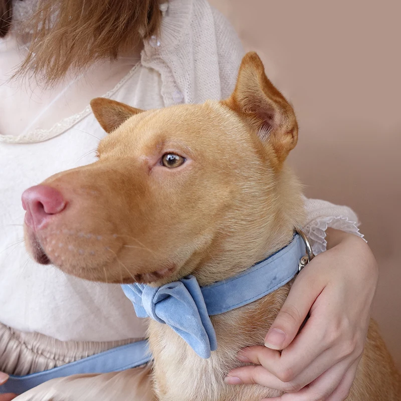 Индивидуальный индивидуальный ошейник MUTTCO для собак прочный POWDERBLUE домашних