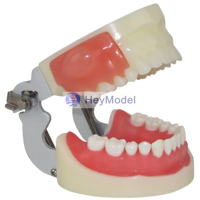 

HeyModel Oral practice exam abscess incision and dental preparation Model