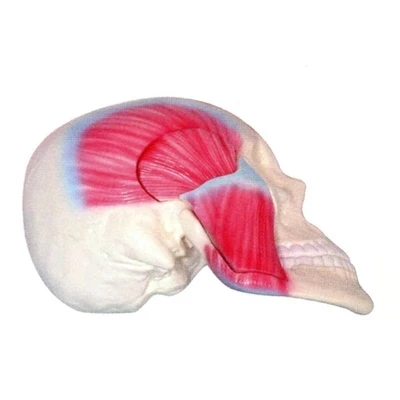 anthropotomy Medical education training can be intuitive teaching aid Masticatory muscle model 24*8.3*4.5cm free shippig