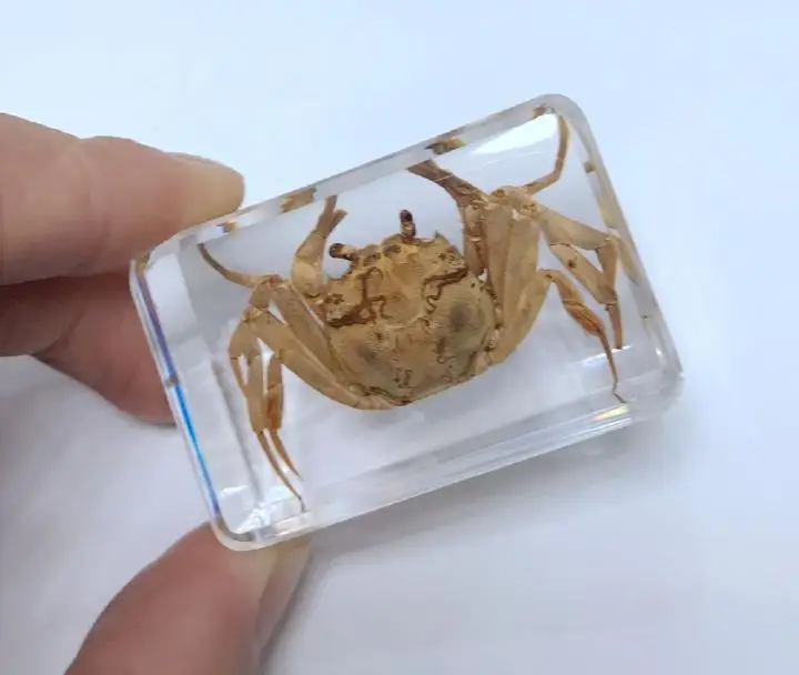 Индивидуальный китайский краб чистый пресс образец для обучения|crab|specimen |