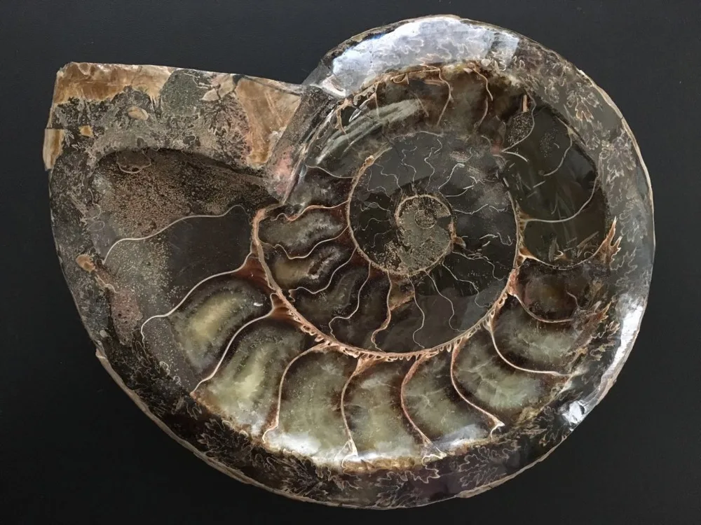 650 г натуральной раковины аммония fossil уникальная пепельница из Польши | Дом и сад