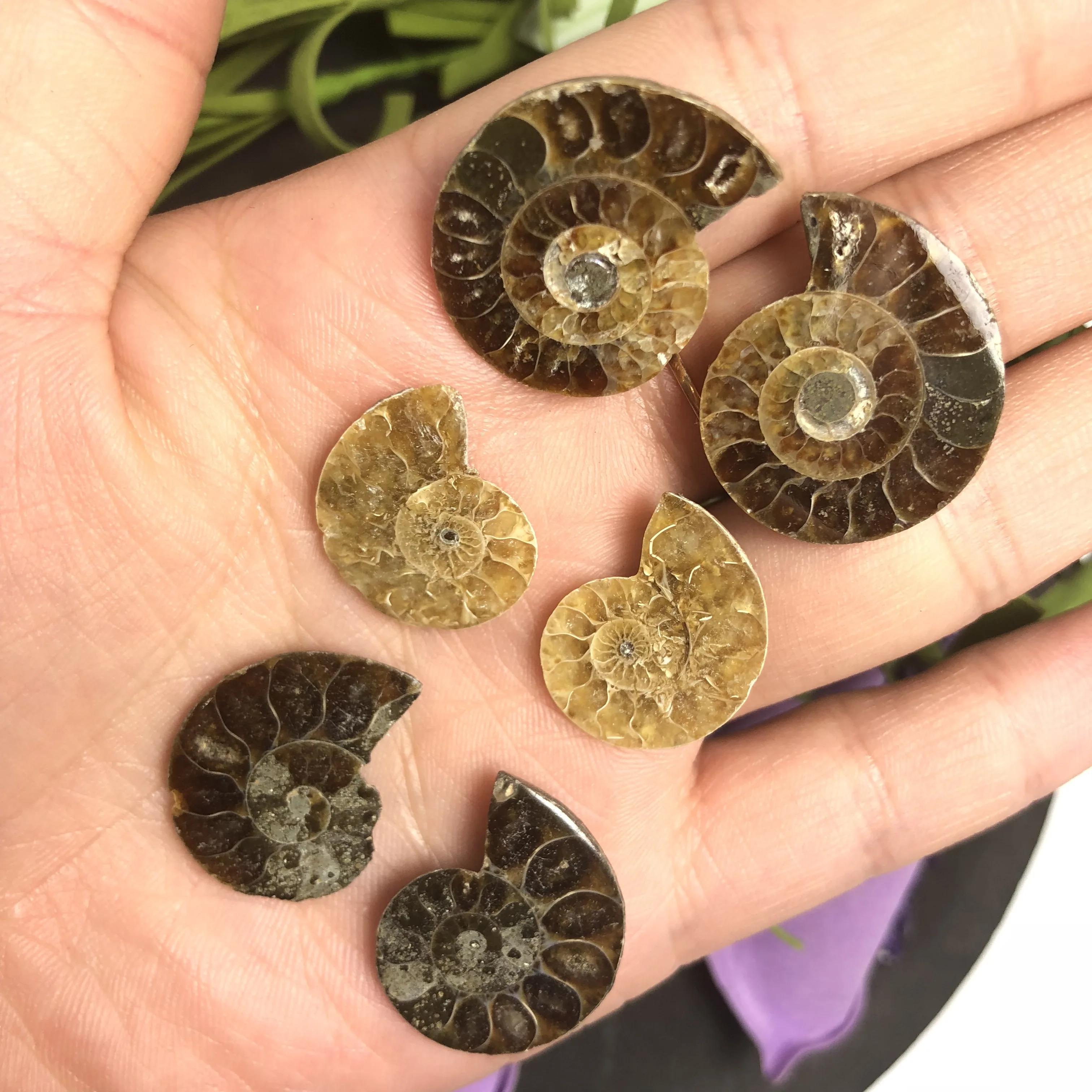 Натуральный Полированный козий гудок окаменелости аммониты Conch douvileras