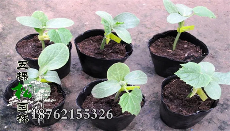 300 шт./лот пластиковый пакет тонкие саженцы контейнер для садовых ферм бонсай 8*8