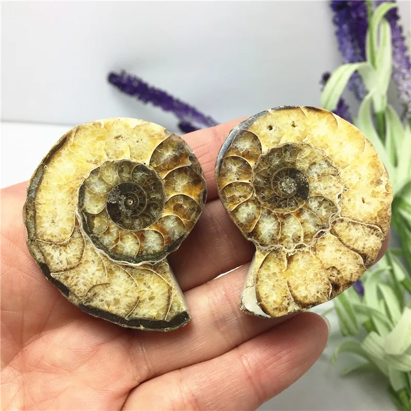 1 пара маленький натуральный Радужный Сплит Аммонит окаменелый образец аммолит