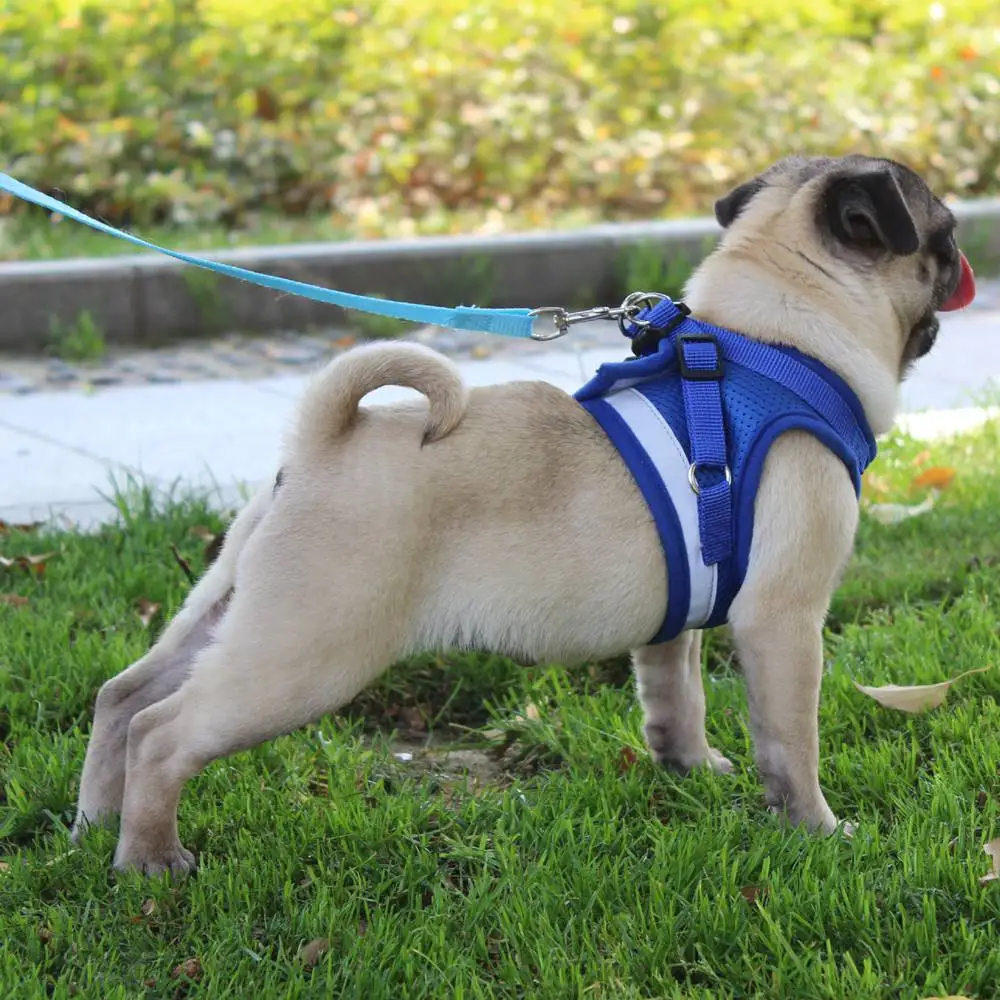 Шлейка для собак чихуахуа нейлоновая сетчатая жилетка маленьких и средних
