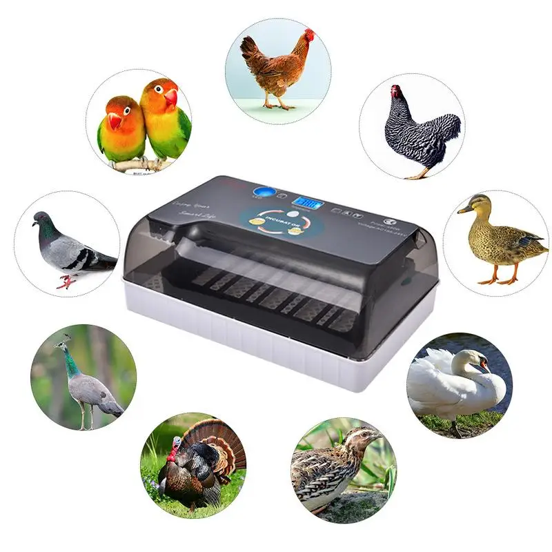 

Автоматический поворотный инкубатор для птицы, 12 яиц, цифровой датчик температуры, Hatcher для цыплят, птицы, инкубатор с дисплеем 1,4 дюйма