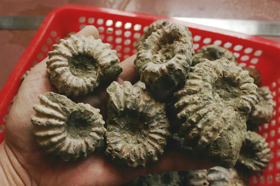 1 кг (2.2LB) 12 шт. натуральные дувиллейцеры аммонита окаменелой раковины Африки