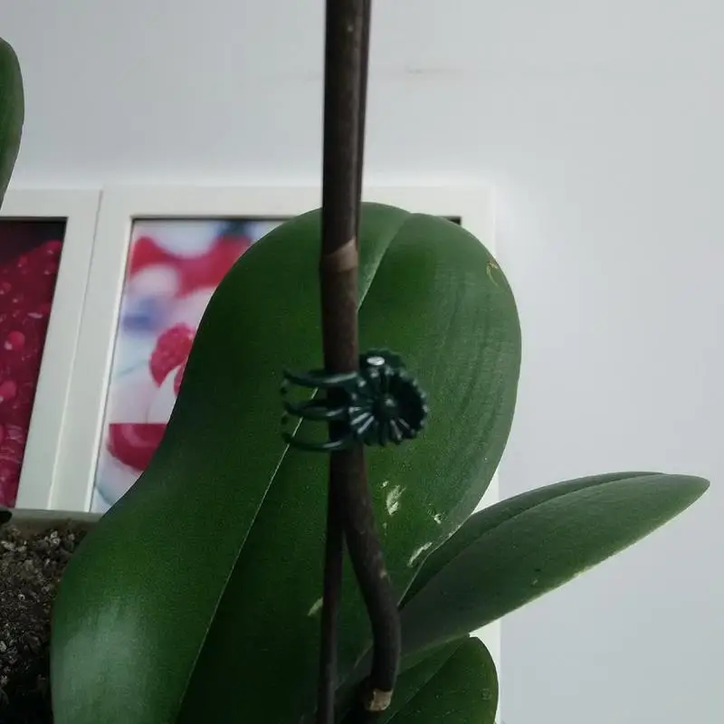10PCS Vine Plastic Plant Support Clips Garter Hanging Stems Decoration Orchid Stalks Fix Flower Grow Upright Grafting Tool