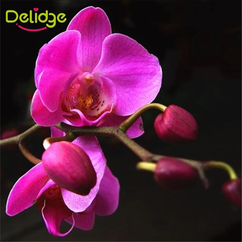 Delidge 5 стилей 3D Цветочная форма для печенья фаленопсис Камелия клематиса фуксия