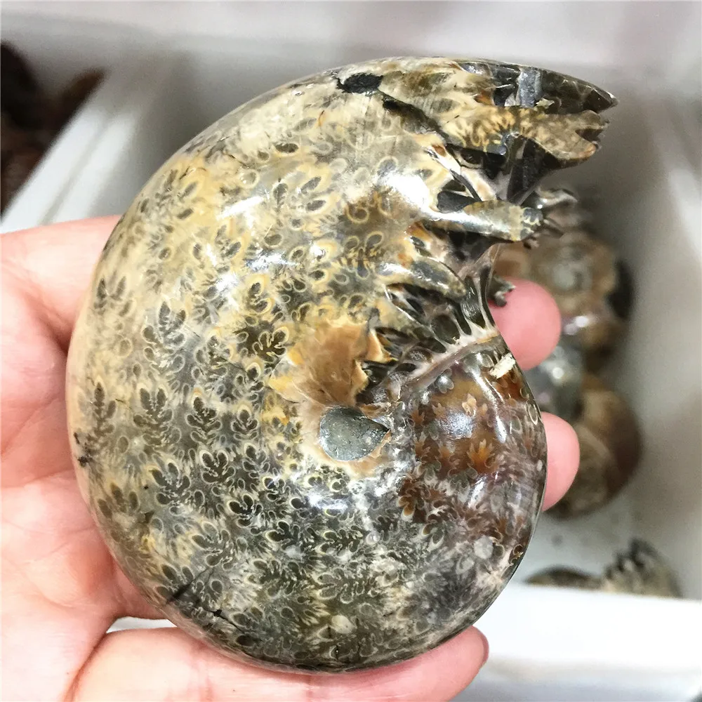 250 г красивый настоящий аммонит Fossil Madagascar Shell Fossil Specimen хороший подарок для каменной коллекции