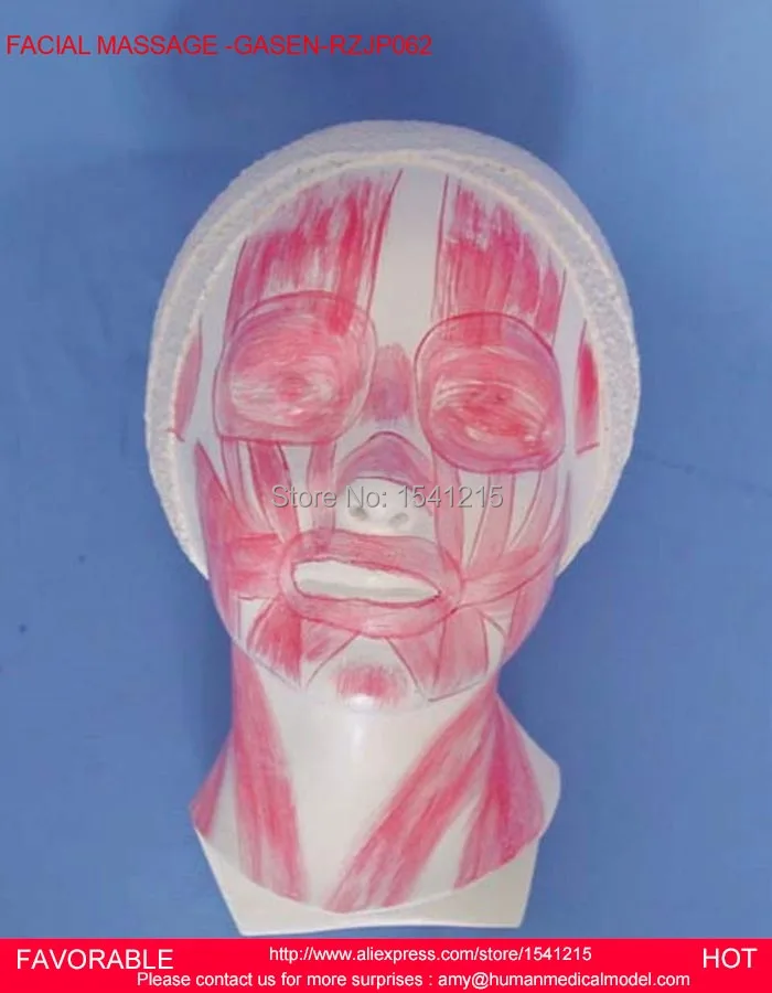 Анатомическая модель человеческого черепа с мышечным нервным составом правой