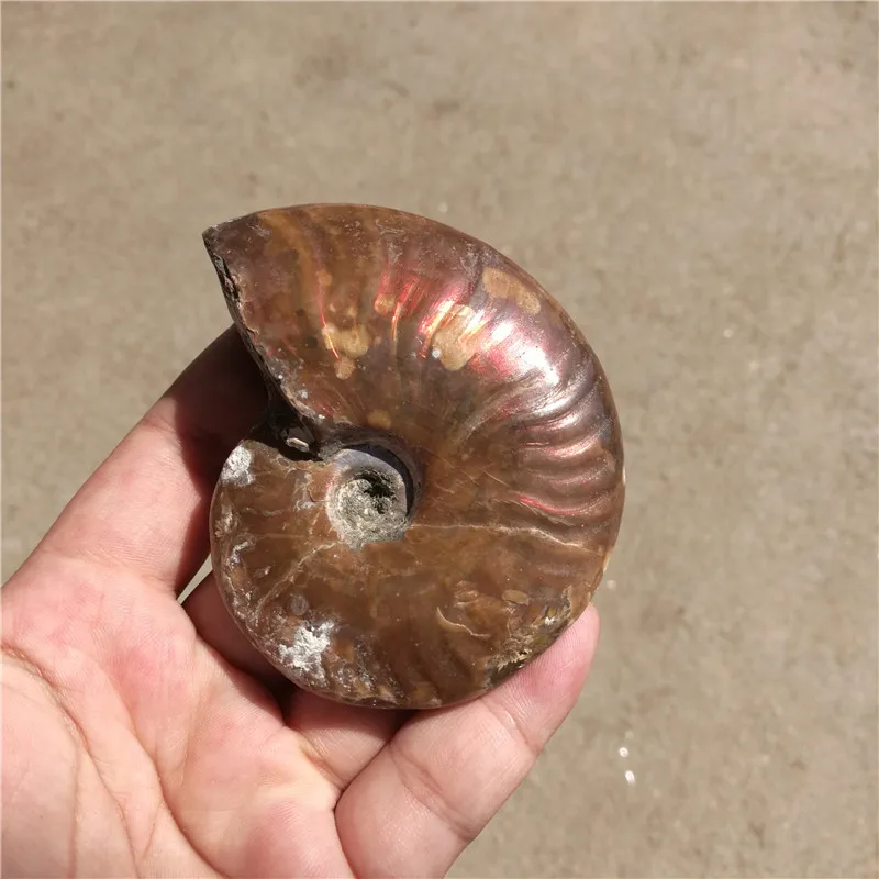 Радуга! 130 г натуральные кончи аммония fossil образцы из Madagascar LA2016|rainbow|specimenrainbow ammonite |