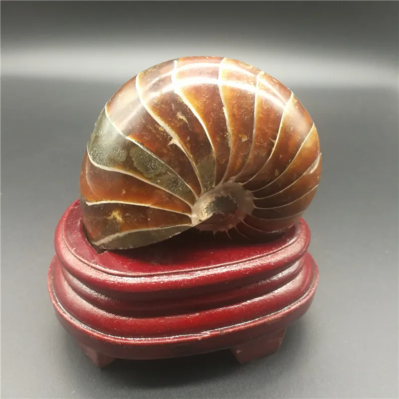 Натуральный аммонитовый камень