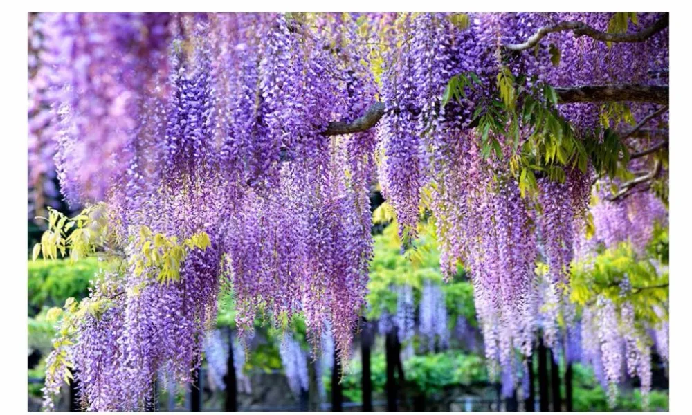 3D росписи обоев Декор фото фон фиолетовый цветок винограда личности настенная