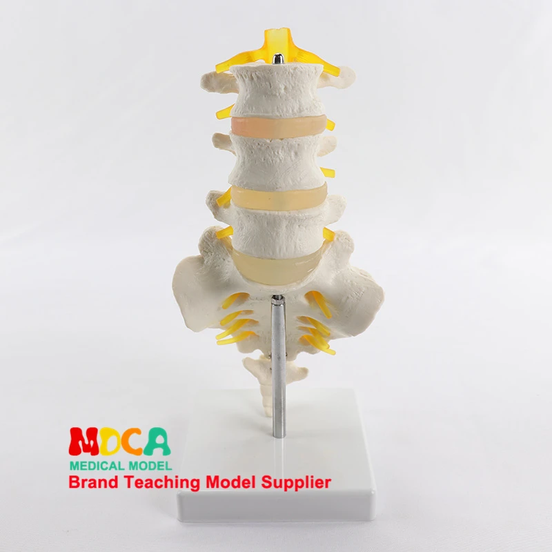 

Three lumbar vertebra sacral model spine 1:1 natural medicine teaching MYZ007