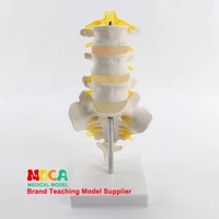 three lumbar vertebra sacral model spine 11 natural medicine teaching myz007