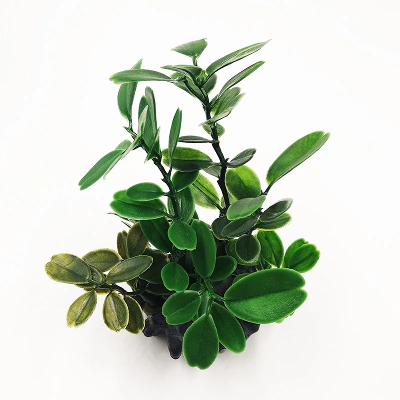 1 шт. декоративное растение для аквариума|Декорации| |