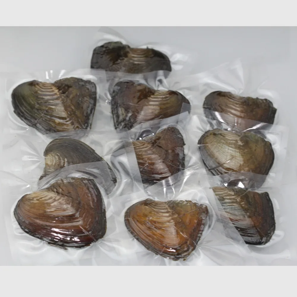 Муссельная раковина пресноводные жемчужины Oyster Wish 20 видов цветов 7 8 мм одна