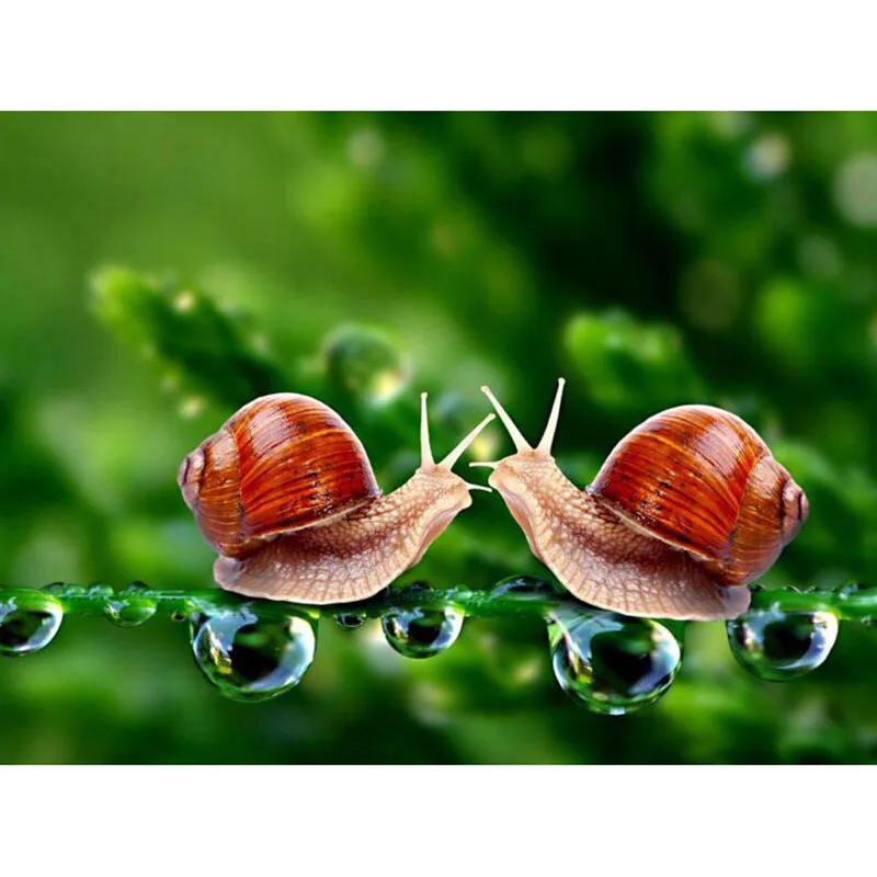 5D DIY Full Square diamond painting Cross Stitch Snail couple Embroidery round drill Rhinestone Mosaic Home decor gift v1931 | Дом и сад
