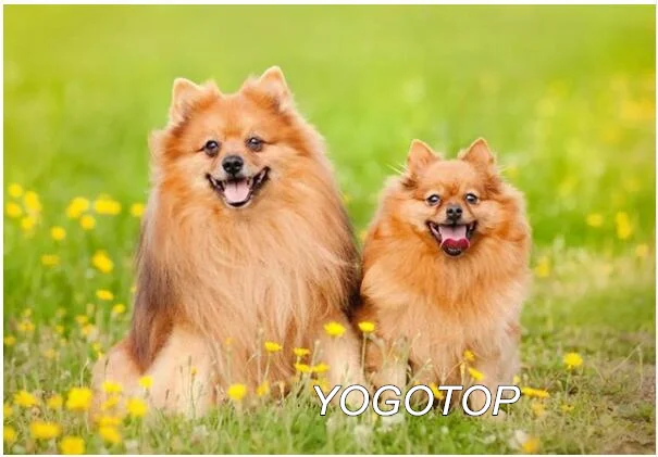 Белый YOGOTOP diy Алмазная вышивка собака шпиц животное алмазная живопись полный квадратный/круглый мозаика Стразы Рождественский подарок YY457 - Цвет: Белый
