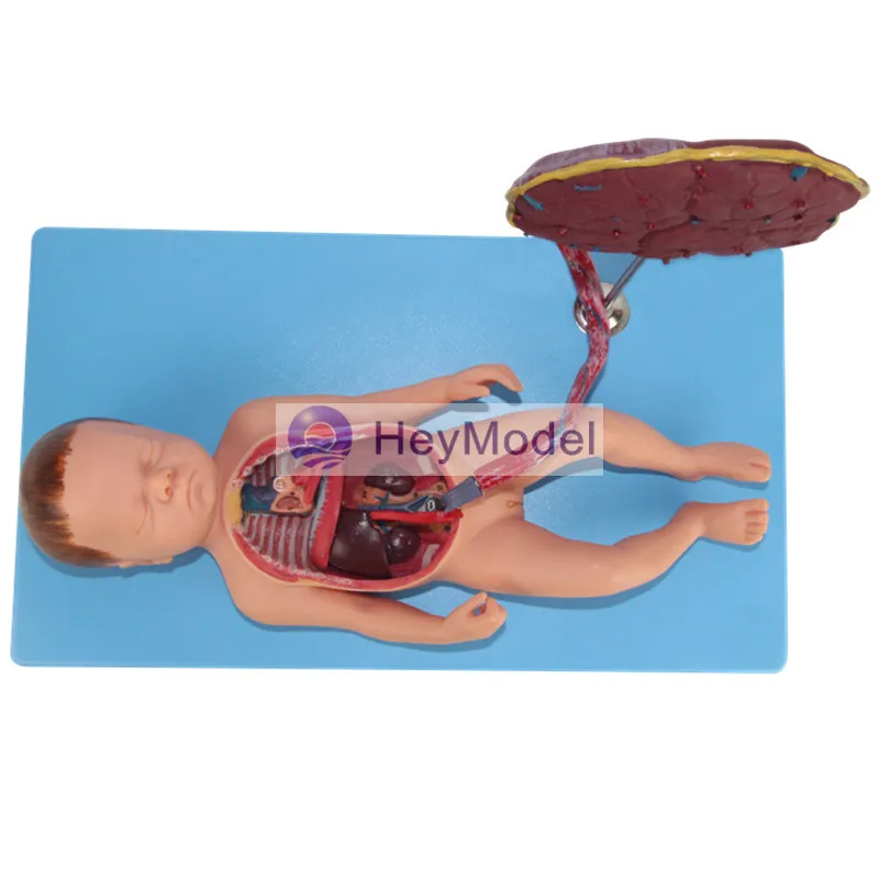 Модель системы кровообращения плода Heymodel окрашенного цвета|system|system model |