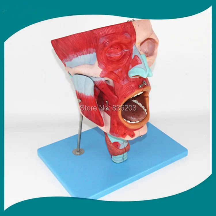 Модель головного мозга носа ротовой полости лекарства и ларинкса|model brain|anatomical model