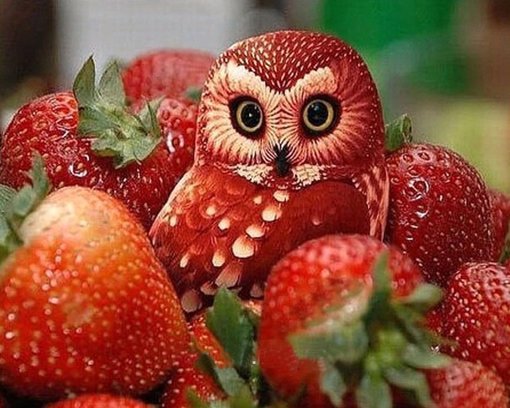 Алмазная 3D вышивка Совы|painting racks|painting canvascrystal stick |