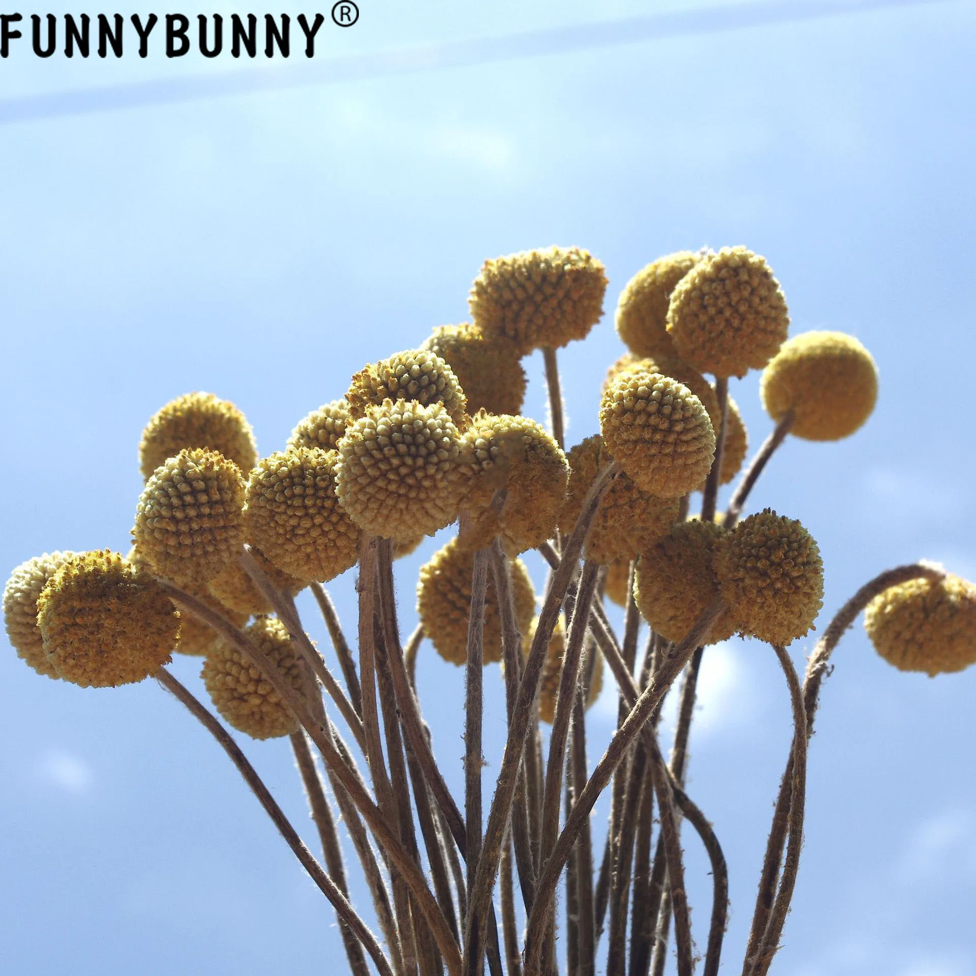 FUNNYBUNNY 5 шт. Сушеные Желтые шарики сушеные цветы для Свадебный букет Декоративный