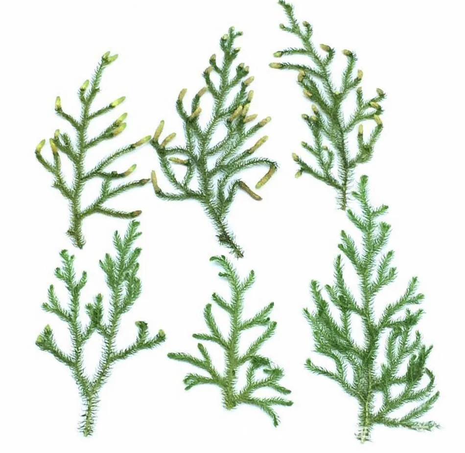 120 шт прессованный высушенный diaphesiastrum Veit листья растения гербарий для ювелирных