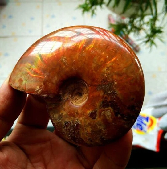 

Rainbow!!!!! Natural conch fossil specimens of Madagascar