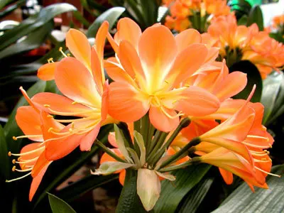 Free shipping 19 kinds Bonsai Clivia miniata flower plant seeds Kaffir lily in one Wholesale price home |
