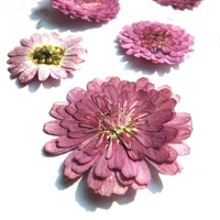 diy handmade material chrysanthemum natural dried flowers accessory material 1 lot100pcs wholesale free shipment