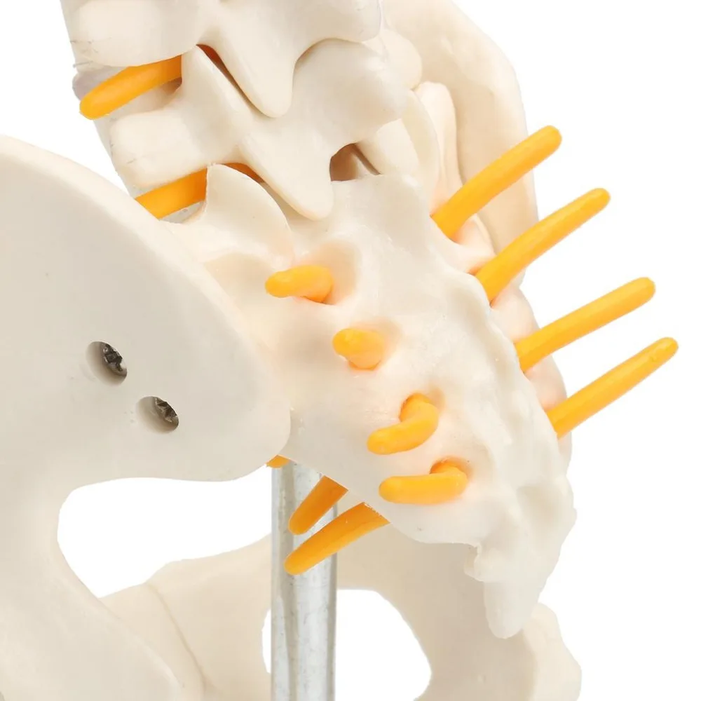 45 см человеческий позвоночник с тазовой моделью человеческие анатомические
