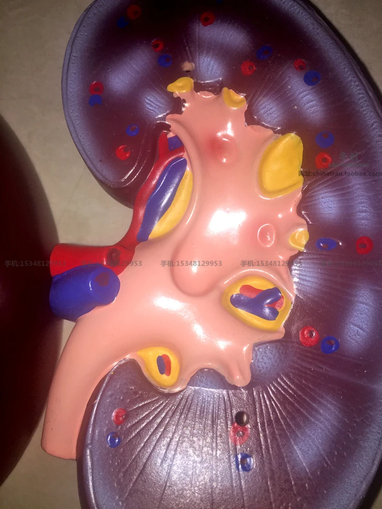 Медицинская модель анатомии почек медицинской медицины Секция обучения и