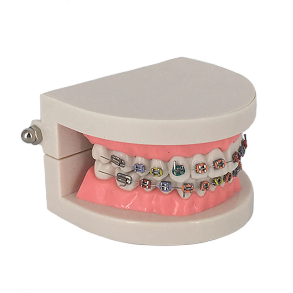 Orthodontic Teeth Model Pink Teaching Demonstration for Students Dentist | Красота и здоровье