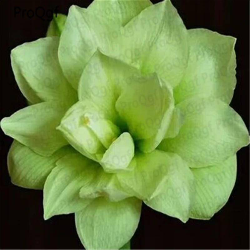Ngryise 3 шт. набор Amaryllis лампочки True Hippeastrum rutilum