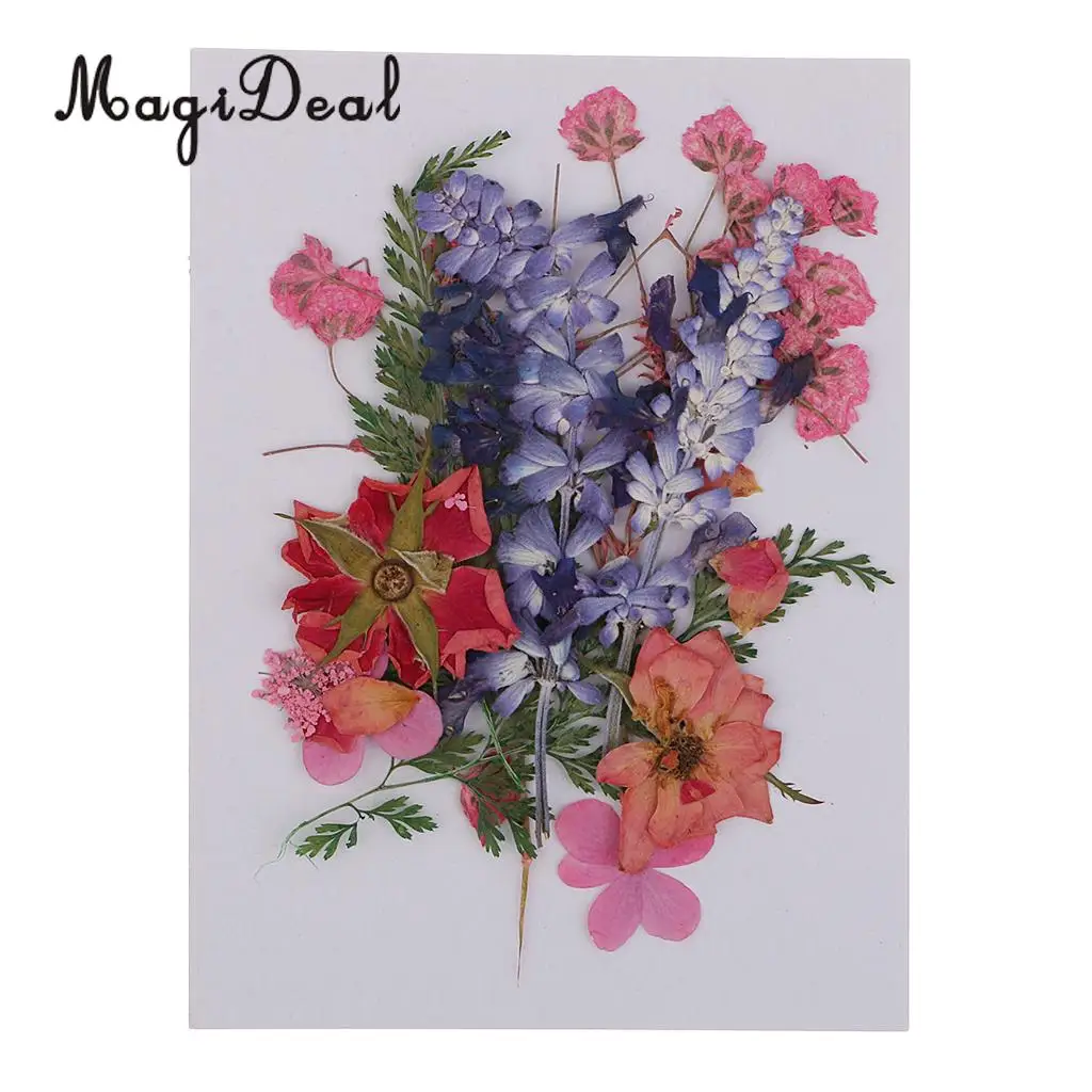 Несколько красивых настоящих прессованных цветов высушенные цветы листья