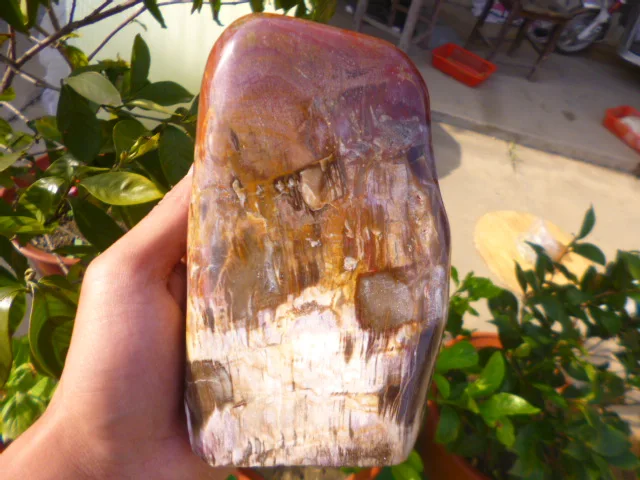 1522 г (3.34 фунта) природные окаменелое дерево Fossil Rock полированная Мадагаскар DRD017 |