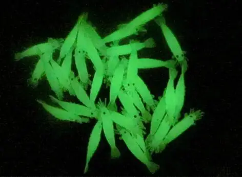 100PCS/lot 1.5inch Soft Lure bait luminous shrimp fish carp Fishing Baits Worms Trout Lures Wholesale Free shipping | Спорт и